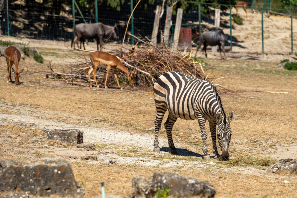 Opel Zoo Frankfurt